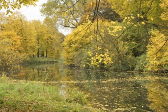 Outer moat covered by surrounding yellow autumn trees and foliage, Krefeld Castle Park