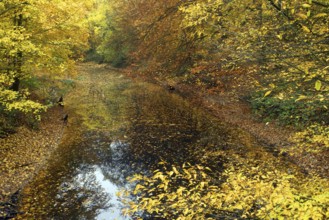 A pond surrounded by autumn leaves in shades of yellow and orange with reflections in the water,