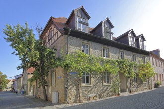Building with grapevines, stone house, wine route, Volkach, Lower Franconia, Franconia, Bavaria,