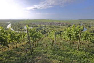Mainschleife and vineyards with vines, wine-growing area, Main, river bend, view, landscape,