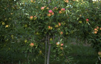 Apple variety Golden Delicious, apple orchard, fruit orchard, fruit growing, agriculture,
