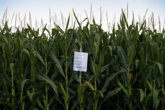 Note, hint, iPhone XR found, collection from lost property office, cornfield, agriculture, farming,