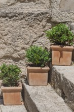 Flower pots with green plants on a staircase, Provence, France