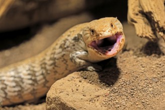 Blue-tongued skink (Tiliqua scincoides), adult, on ground, threatening, portrait, Australia,