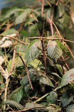 Annam stick insect (Medauroidea extradentata), Vietnamese stick insect, ghost insect, adult, two,