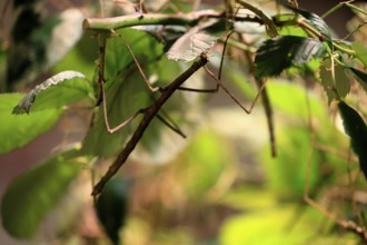 Annam stick insect (Medauroidea extradentata), Vietnamese stick insect, ghost insect, adult,