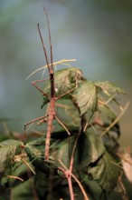 Annam stick insect (Medauroidea extradentata), Vietnamese stick insect, ghost insect, adult,