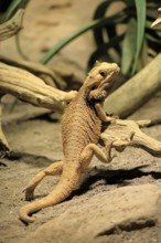 Bearded dragon (Pogona), adult, foraging, on the ground, climbing, Australia