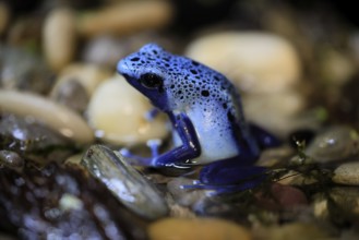 Blue poison dart frog (Dendrobates tinctorius), Blue poison dart frog, adult, alert, in water,