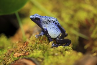 Blue poison dart frog (Dendrobates tinctorius), Blue poison dart frog, adult, alert, South America