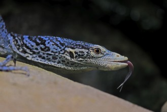 Blue-spotted tree monitor (Varanus macraei), MacRae's monitor, adult, portrait, feeding, Southeast