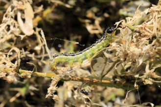 Box tree moth (Cydalima perspectalis), caterpillar, feeding on boxwood, clear feeding, Ellerstadt,