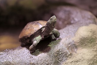 Chinese three-legged turtle (Mauremys reevesii), adult, on rocks, foraging, vigilant, stream