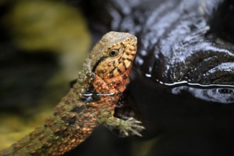 Chinese crocodile lizard (Shinisaurus crocodilurus), adult, portrait, alert, China