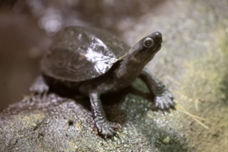 Chinese three-legged tortoise (Mauremys reevesii), juvenile, on rocks, foraging, vigilant, stream
