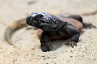 Chuckwalla (Common Chuckwalla ater), adult, on the ground, foraging, Southwest USA, North America,