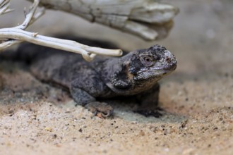 Chuckwalla (Common Chuckwalla ater ater), adult, on the ground, foraging, Southwest USA, North