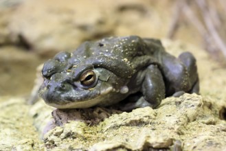 Colorado toad (Incilius alvarius), adult, alert, foraging, Southwest America, USA, Germany