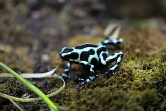 Golden Woodcreeper (Dendrobates auratus), adult, vigilant, on the ground, Latin America, captive
