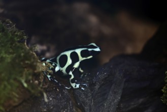 Golden Woodcreeper (Dendrobates auratus), adult, vigilant, on tree, Latin America, captive