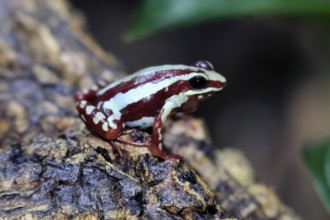 Three-striped Woodcreeper (Epipedobates tricolor), adult, on tree, Ecuador, South America