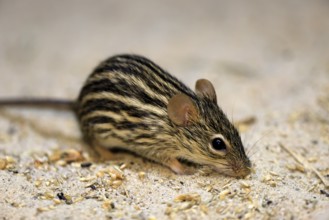 Typical striped grass mouse (Lemniscomys striatus), adult, on ground, alert, foraging, East Africa,