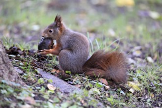 Squirrel (Sciurus vulgaris), adult, on the ground, eating, with food, autumn, Mannheim, Germany