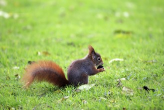 Squirrel (Sciurus vulgaris), adult, in a meadow, eating, with food, Mannheim, Germany