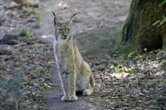 Eurasian lynx (Lynx lynx), adult, female, sitting, alert, in forest, Hesse, Germany, Europe,