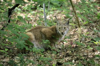 Eurasian lynx (Lynx lynx), adult, sitting, ground, alert, in forest, Hesse, Germany, Europe,