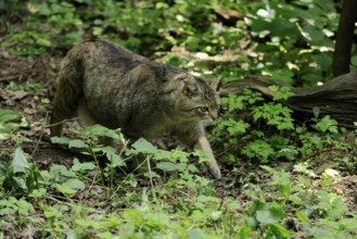 European wildcat (Felis silvestris), adult, stalking, in the forest, foraging, alert, Hesse,