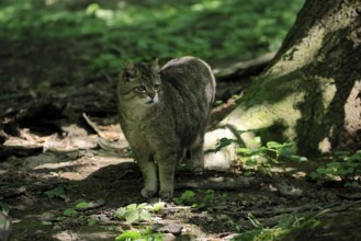 European wildcat (Felis silvestris), adult, in the forest, foraging, vigilant, Hesse, Germany,