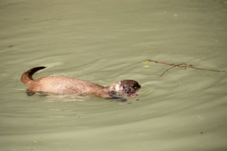Otter (Lutra lutra), adult, in water, feeding, Bavarian Forest National Park, Germany, Europe,