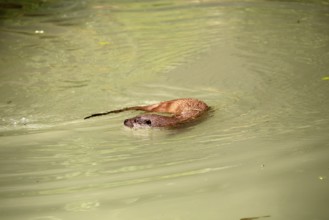 Otter (Lutra lutra), adult, in the water, foraging, Bavarian Forest National Park, Germany, Europe,