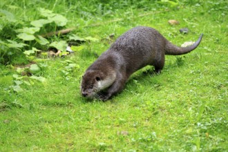 Otter (Lutra lutra), adult, on land, in a meadow, running, Bavarian Forest National Park, Germany,