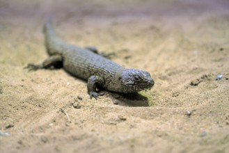 Rock skink (Egernia cunninghami), Cunningham's spined skink, adult, sandy soil, foraging,