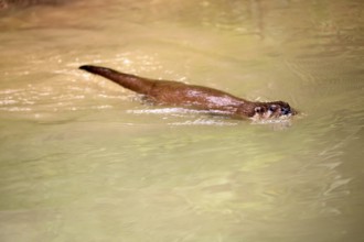 Otter (Lutra lutra), adult, in water, swimming, Bavarian Forest National Park, Germany, Europe,