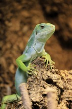 Banded Fiji Iguana (Brachylophus fasciatus), adult, on tree, alert, Tonga, Fiji, Oceania, captive