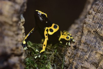 Yellow-banded poison dart frog (Dendrobates leucomelas), adult, alert, South America, captive