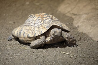Panther tortoise (Stigmochelys pardalis), adult, running, foraging, South Africa