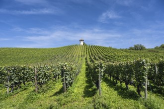 Weinberg, Rebhang mit dem historischen Rebhäuschen, auch Rebwächterhäusle vom historischen Weingut