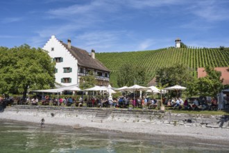 Ein Biergarten am Bodenseeufer mit dem historischen Fachwerkbau vom Rebgut Haltnau bei Meersburg,