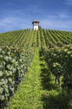 Weinberg, Rebhang mit dem historischen Rebhäuschen, auch Rebwächterhäusle vom historischen Weingut