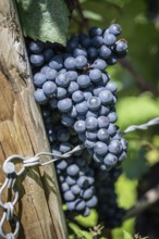 Reife Weintrauben hängen an einem Rebstock, Haltnau bei Meersburg, Bodenseekreis,