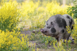A Kunekune pig (sus scrofa domesticus), a domestic breed from New Zealand walks walks through a