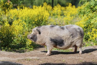 A Kunekune pig (sus scrofa domesticus), a domestic breed from New Zealand stands a yellow flowering