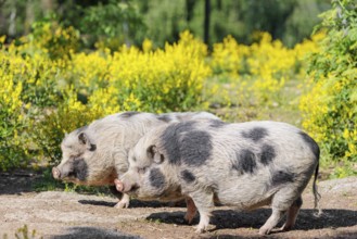Two Kunekune pigs (sus scrofa domesticus), a domestic breed from New Zealand stand a yellow