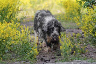 A Kunekune pig (sus scrofa domesticus), a domestic breed from New Zealand walks walks through a