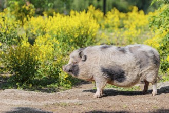 A Kunekune pig (sus scrofa domesticus), a domestic breed from New Zealand stands a yellow flowering
