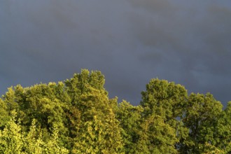 Stormy atmosphere over oak trees (Quercus), Bavaria, Germany
